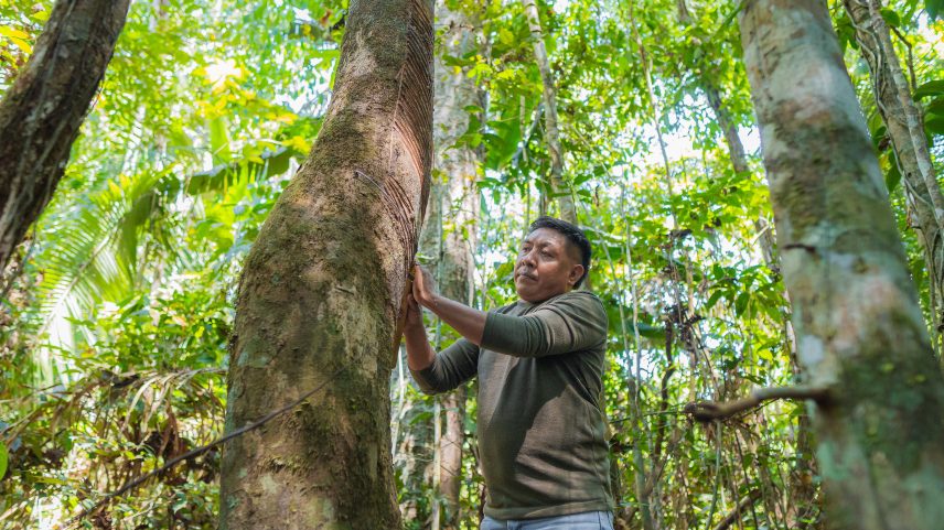 Projeto Borracha Nativa já adquiriu mais de 75 toneladas de látex e impactou mais de 10 comunidades amazônicas (Foto: Mercur /Divulgação)