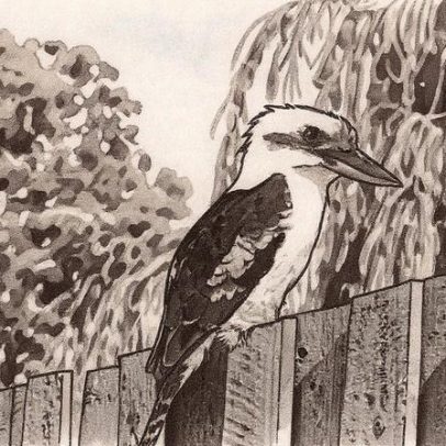 Aves australianas apresentam mudança de sexo em fenômeno inédito na natureza