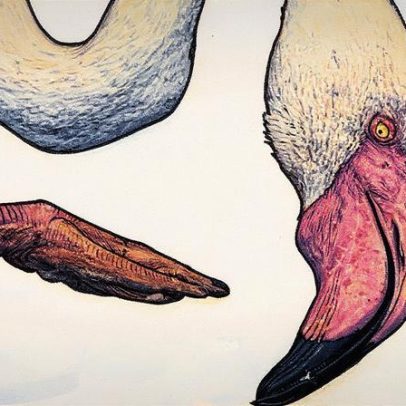 Finalistas de concurso de vida selvagem mostram flamingos, lobos e pinguins em fotos incríveis