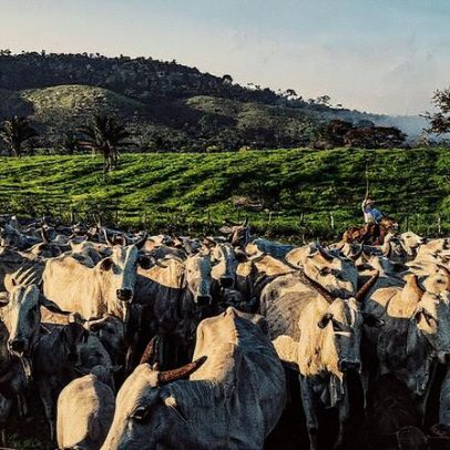 Pecuária sustentável pode reduzir emissões de metano no Brasil, afirmam especialistas