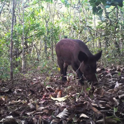 Caçadores criticam medidas de controle de javalis em nova política ambiental