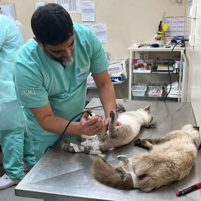 Mil gatos são castrados em mutirão promovido pela prefeitura em unidades veterinárias