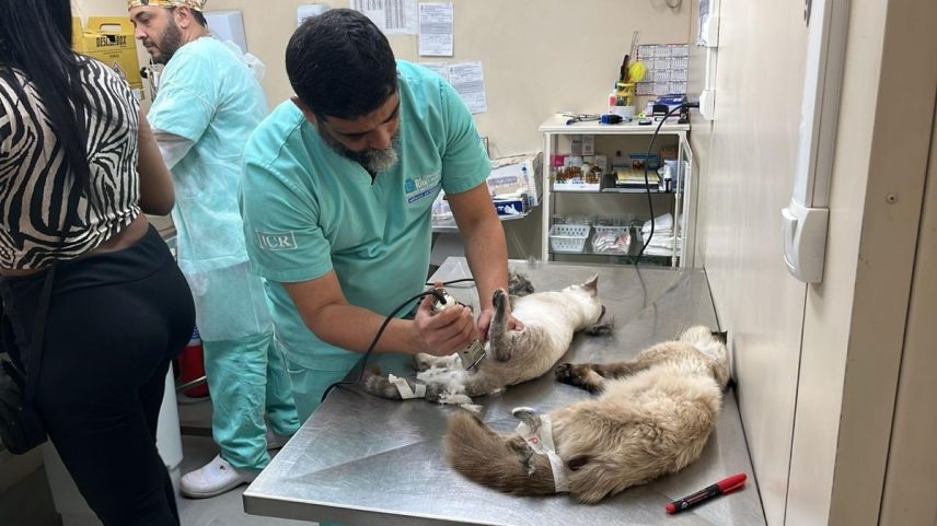 Castration of cats in a campaign promoted by the Municipal Secretary for Animal Protection and Defense — Photo: disclosure Castracão de gatos em mutirão promovido pela Secretaria Municipal de Proteção e Defesa dos Animais (Foto: divulgação)