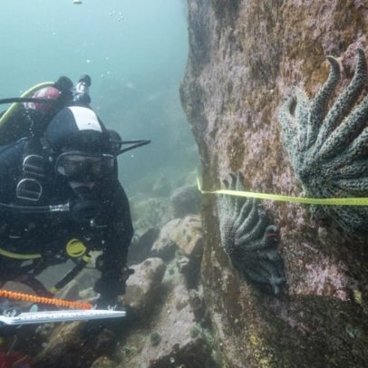 Cientistas descobrem causa da morte de 5 bilhões de estrelas-do-mar