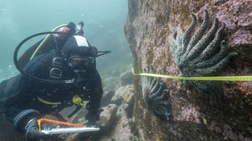 Na foto, fornecida pelo Hakai Institute, a pesquisadora Alyssa Gehman, do Hakai Institute, conta e mede estrelas-do-mar-girassol no canal Burke, na costa central da Colúmbia Britânica, no Canadá, em 2023. (Foto: Bennett Whitnell/Hakai Institute via AP)