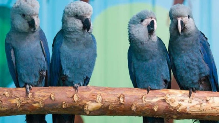 Onze ararinhas-azuis vivem livres em Curaçá, no norte da Bahia (Foto: Acervo ICMBio)