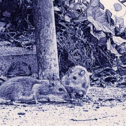 Peste Negra ainda assombra: descubra onde a doença persiste e como se proteger