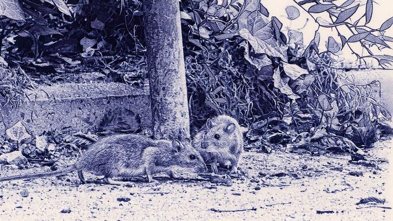 Peste é geralmente transmitida pela picada de uma pulga infectada, vinda de um roedor ou de outro animal que teve contato com ele (Foto: Getty Images)