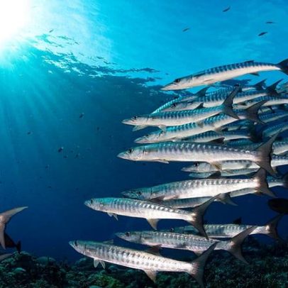 Mudanças climáticas deslocam peixes de águas nacionais a mares internacionais