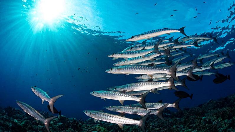 A school of barracuda in the Solomon Islands, a small island developing state in the Pacific Ocean. Image courtesy of Tracey Jennings/Ocean Image Bank.