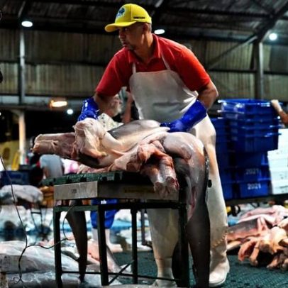 Exposição sobre carne de tubarão provoca debate e apelo por audiência