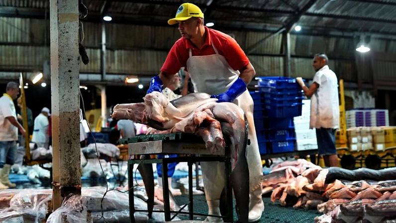 Shark meat is prepared for distribution at CEAGESP in São Paulo city.