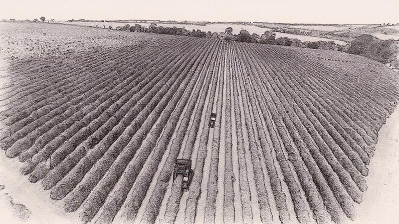 Vista aérea de cafezal em Franca (Foto: Reprodução)