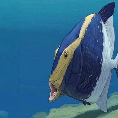Peixe pré-histórico de 310 milhões de anos tinha dentes na língua e no céu da boca