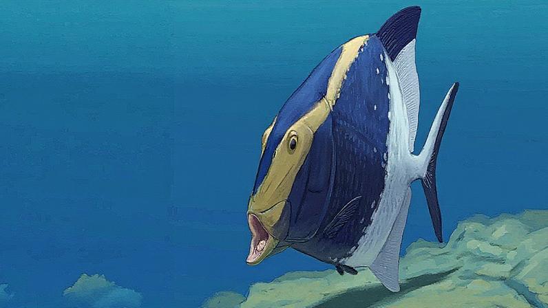 Fóssil de Platysomus parvulus, datado de mais de 300 milhões de anos, apresenta dentes na língua e no céu da boca, evidenciando o mecanismo de “mordida da língua” (Foto: Reprodução)