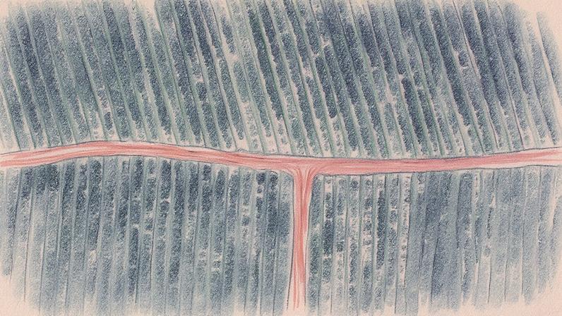 Plantação de laranja na fazenda Santa Tereza, em Pirassununga, interior de São Paulo (Foto: Reprodução)