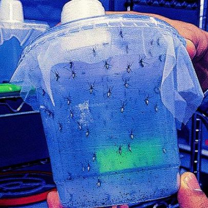 Mosquitos geneticamente modificados interrompem transmissão da malária