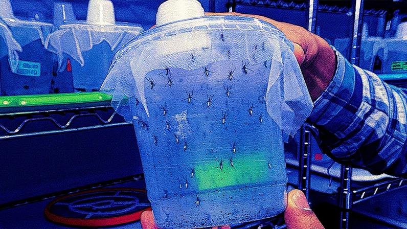 Homem segura recipiente plástico transparente com mosquitos geneticamente modificados, enquanto prateleiras metálicas ao fundo exibem outros recipientes (Foto: Reprodução)