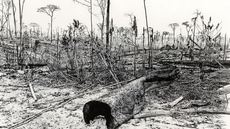 Área desmatada em Apuí, no sul do Amazonas (Foto: Reprodução)