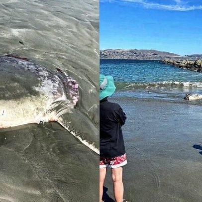 Peixe-lua gigante de quase 2 metros é encontrado encalhado em praia da Califórnia