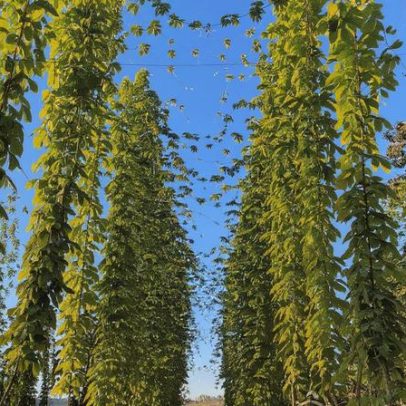 Clima favorável em São Paulo permite até três safras anuais de lúpulo para cervejas