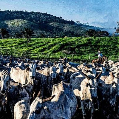 Exportação de carne bovina do Brasil para os EUA deve cair novamente em setembro
