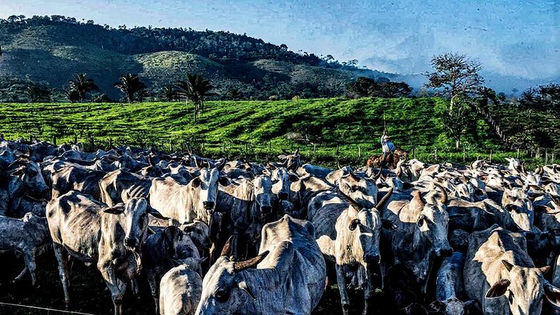Tarifa de 50% dos EUA pode resultar em 4,5 mil demissões no setor de madeira do Brasil, segundo a Abimci (Foto: Reprodução)