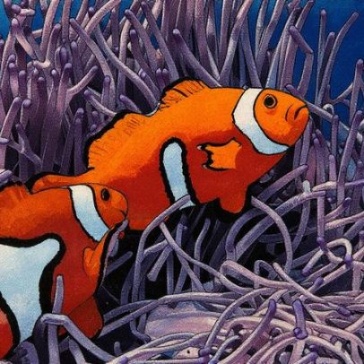 Ondas de calor ameaçam peixes-palhaço e anêmonas