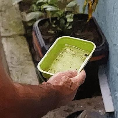 Infecções por Aedes aegypti aumentam riscos no parto