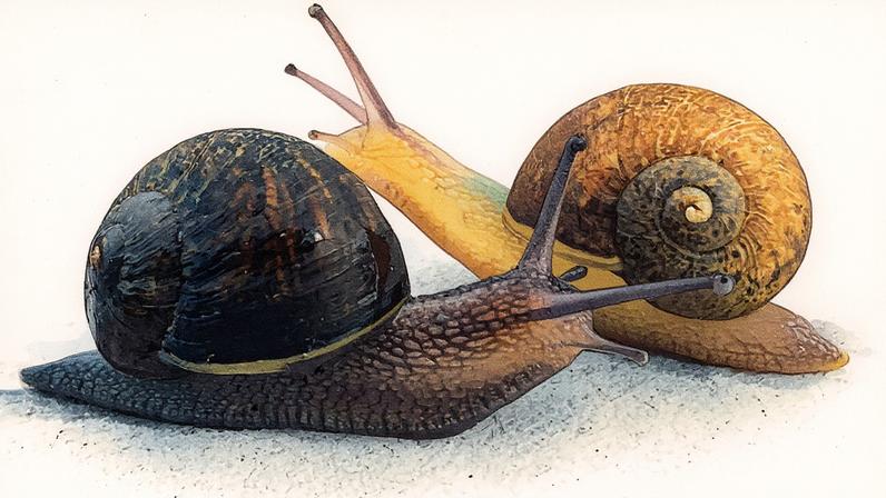 Fotografia de Ned, atrás, o caracol com espiral esquerda de 1 em 40.000, verifica um caracol com espiral direita comum. (Giselle Clarkson/Divulgação)