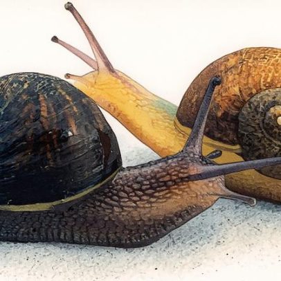 Cientistas buscam parceiro ideal para caracol raro