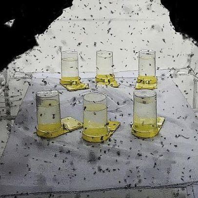 Fábrica de mosquitos busca combater a dengue com inovação e tecnologia