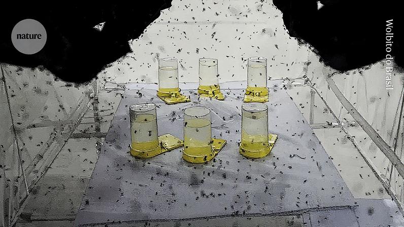 Fábrica Wolbito do Brasil cria mosquitos modificados com Wolbachia, que serão enviados para cidades brasileiras para ajudar na redução de doenças (Foto: Reprodução)
