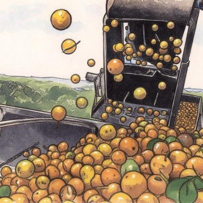 Preço do suco de laranja sobe drasticamente devido a praga na safra brasileira