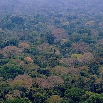FAPESP e Universidade da Guiana firmam parceria para novas pesquisas científicas