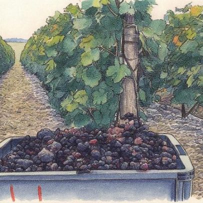 Entenda as etapas essenciais das vendanges para aprender sobre vinhos
