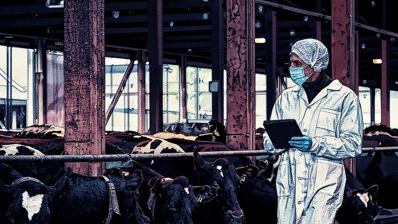 Veterinário com máscara inspeciona vacas e gado em uma granja (Foto: Reprodução)