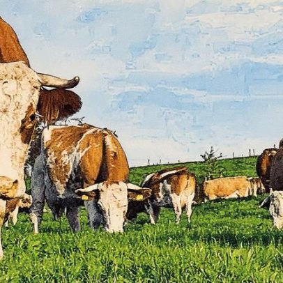 Brasil ultrapassa população com rebanho bovino e registra recorde na produção de ovos