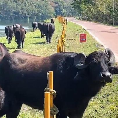 Búfalos são vistos se refrescando no Rio Pinheiros, em São Paulo