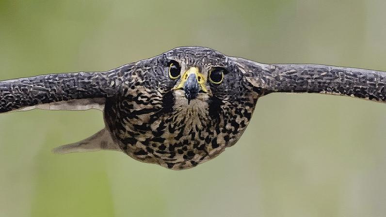 The kārearea falcon has won New Zealand’s bird of the year competition for a second time. Photograph: Craig McKenzie/AP