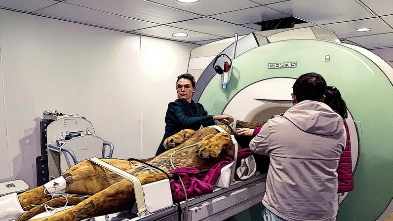Leão Dacar passa por ressonância magnética (Foto: Reprodução)