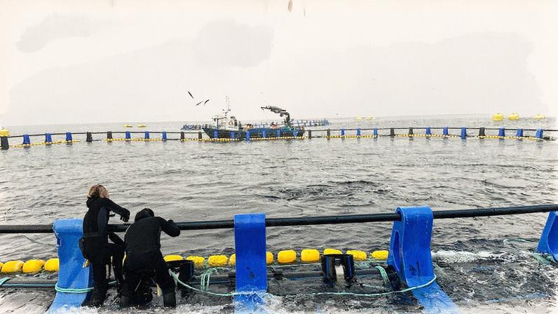 Operários verificam o estado dos atunes em piscinas flutuantes no Cantábrico (Foto: Reprodução)