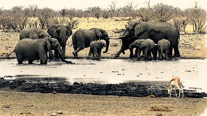 Elephants drink at a waterhole in Etosha national park in Namibia on 23 September. Photograph: Werner Pillich/AP