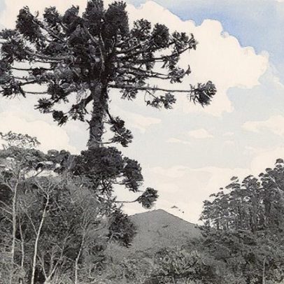 Produtos não madeireiros podem impulsionar projetos de reflorestamento sustentável