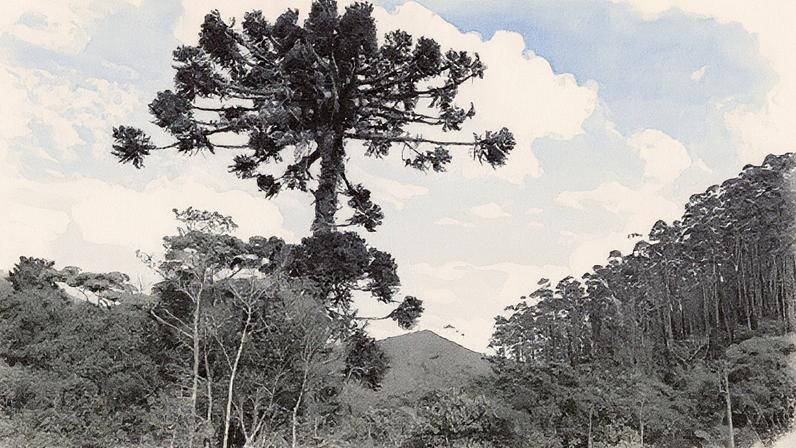 Exemplar de araucária (Araucaria angustifolia), árvore do pinhão, destacando-se como uma opção para reflorestamento com aproveitamento econômico (Foto: Reprodução)