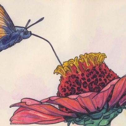 Mariposa encantadora imita beija-flor e surpreende biólogos na natureza