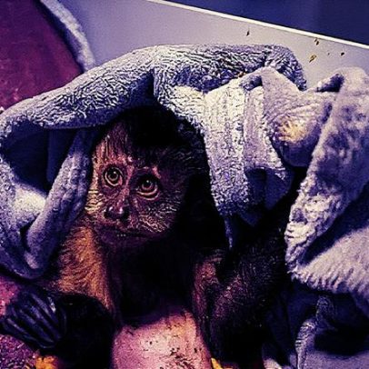 Animais não escapam da violência no Rio de Janeiro