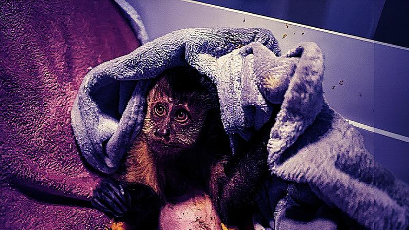 Maria’s plight is tragically common in a city beset with gun crime. Photograph: João Laet/The Guardian