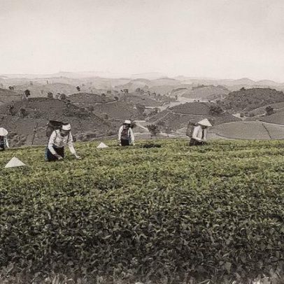 IA transforma a agricultura e melhora a vida de produtores em todo o mundo