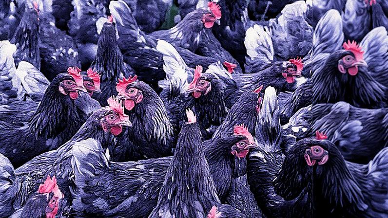 The Animal Law Foundation says handling chickens by the legs causes pain and distress, and injuries such as fractures and dislocations. Photograph: Ian Hinchliffe/Alamy